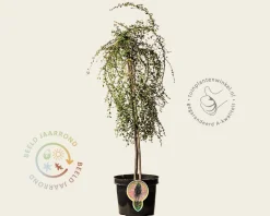 Cotoneaster procumbens 'Queen of Carpets' - op stam
