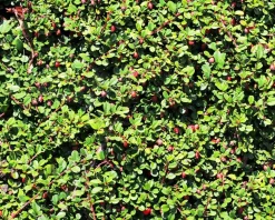 Cotoneaster procumbens 'Queen of Carpets' - op stam