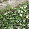 Cotoneaster procumbens 'Queen of Carpets'