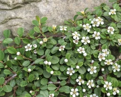 Cotoneaster procumbens 'Queen of Carpets'