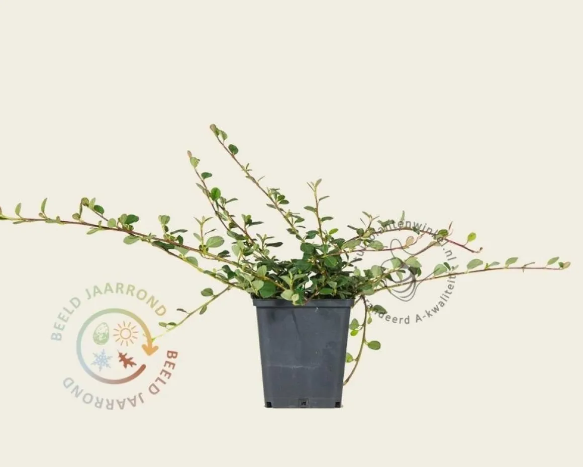 Cotoneaster procumbens 'Queen of Carpets'