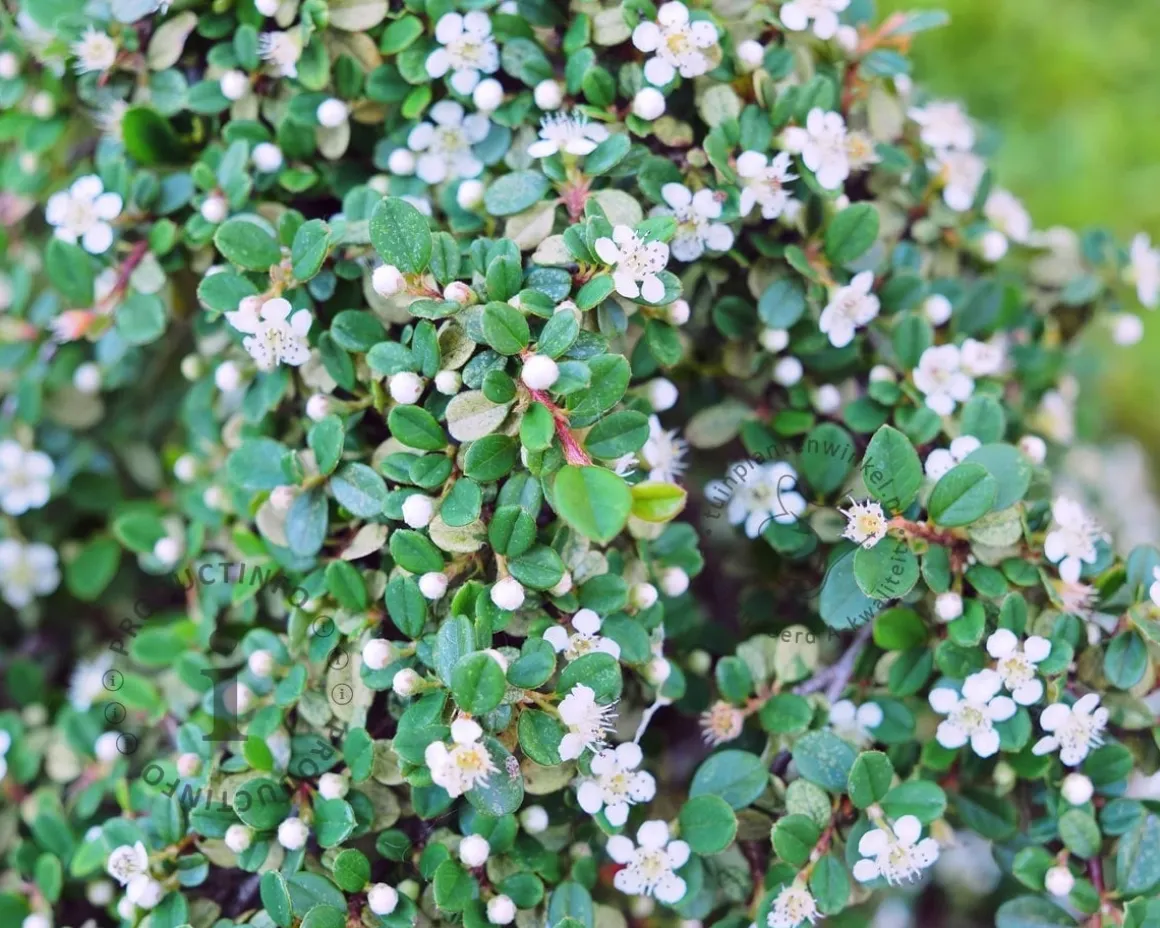 Cotoneaster procumbens 'Streibs Findling'