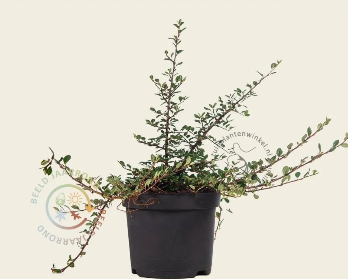 Cotoneaster procumbens 'Streibs Findling'