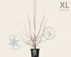 Crataegus laevigata 'Paul's Scarlet' - XL