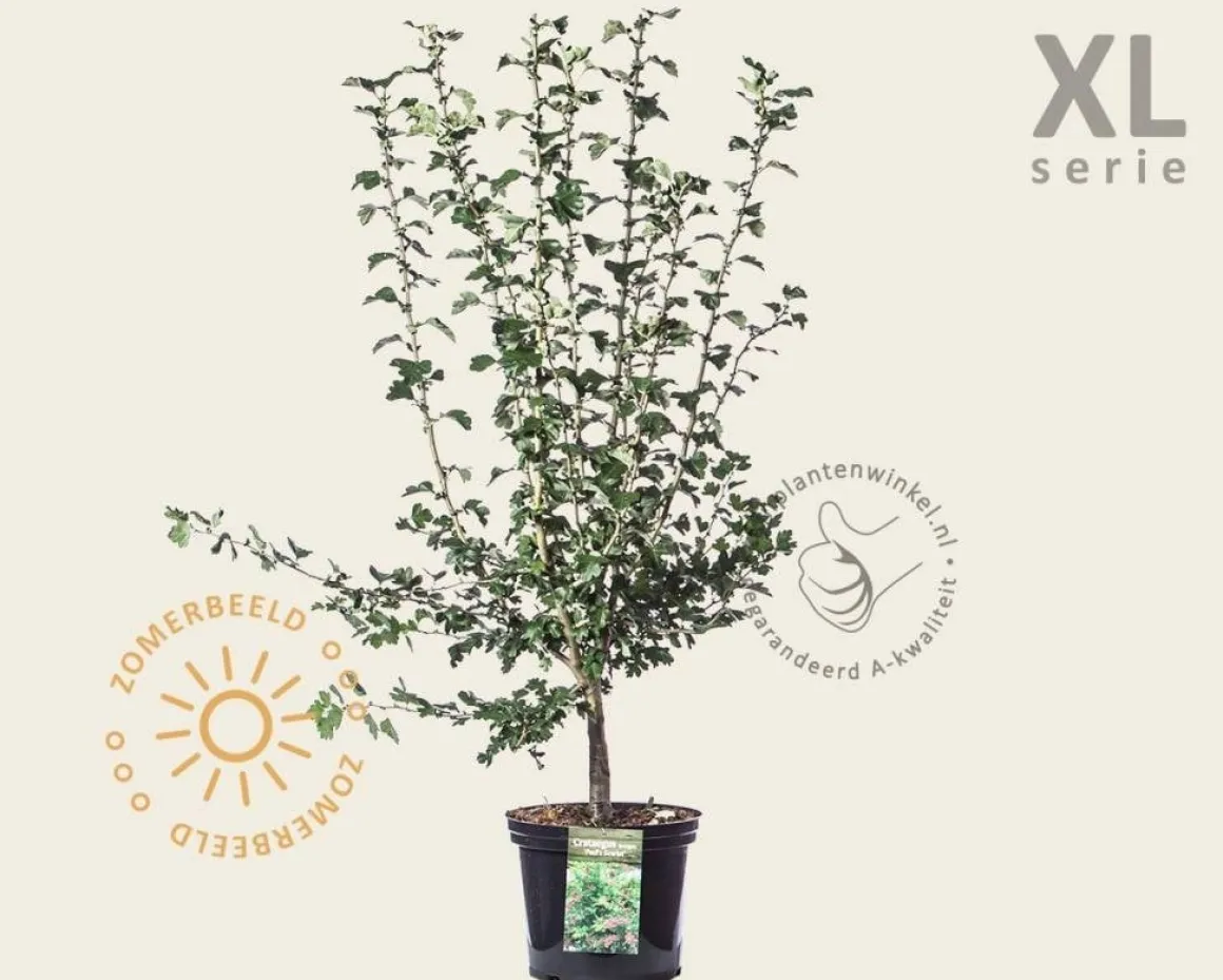 Crataegus laevigata 'Paul's Scarlet' - XL