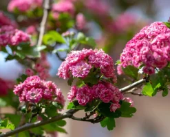 Crataegus laevigata 'Paul's Scarlet' - hoogstam