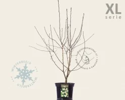 Crataegus laevigata 'Plena' - XL