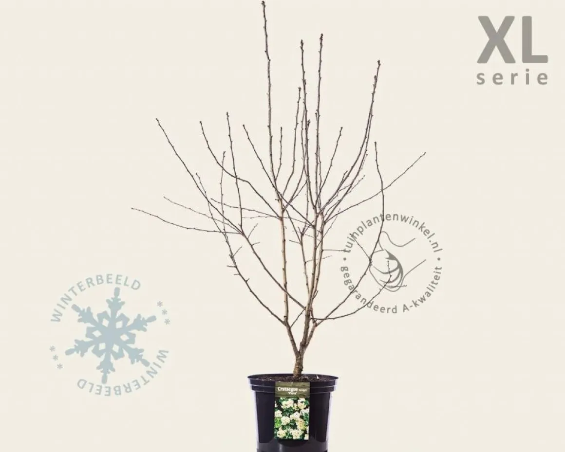 Crataegus laevigata 'Plena' - XL