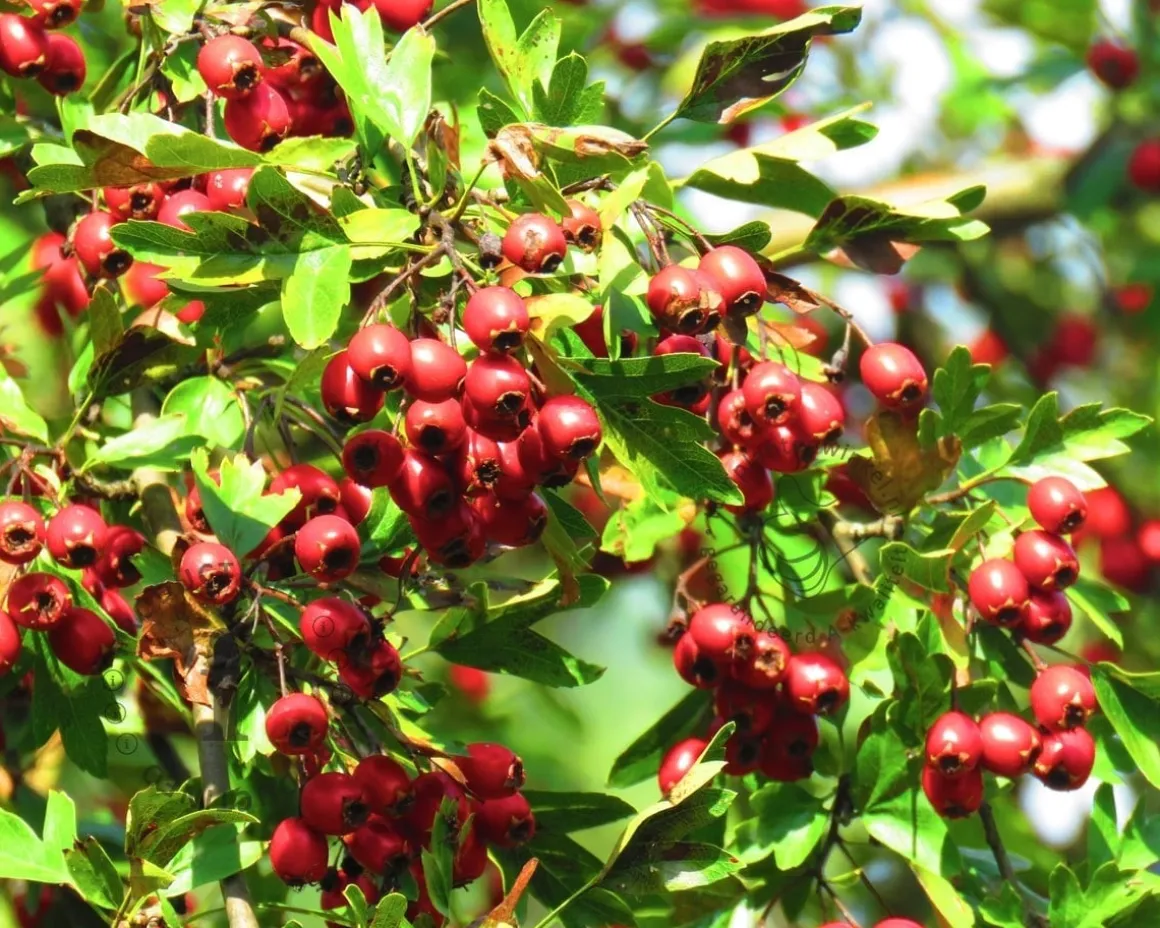 Crataegus laevigata 'Plena' - XL