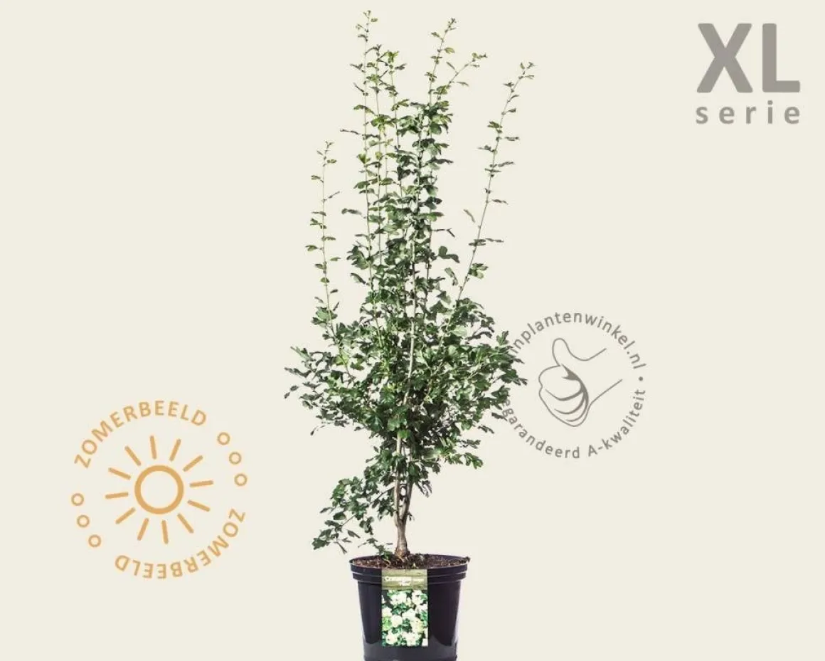 Crataegus laevigata 'Plena' - XL