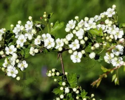 Crataegus laevigata 'Plena' - XL