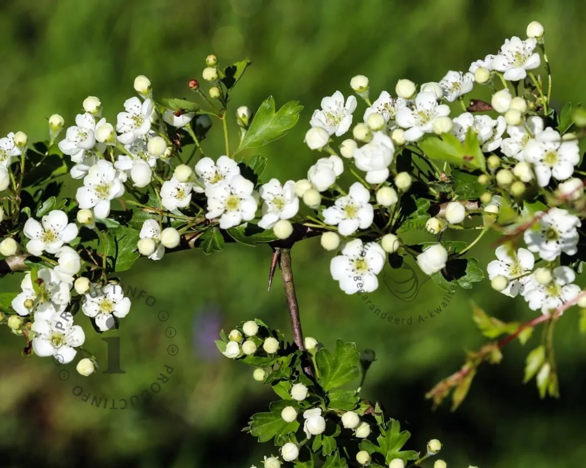 Crataegus laevigata 'Plena' - XL