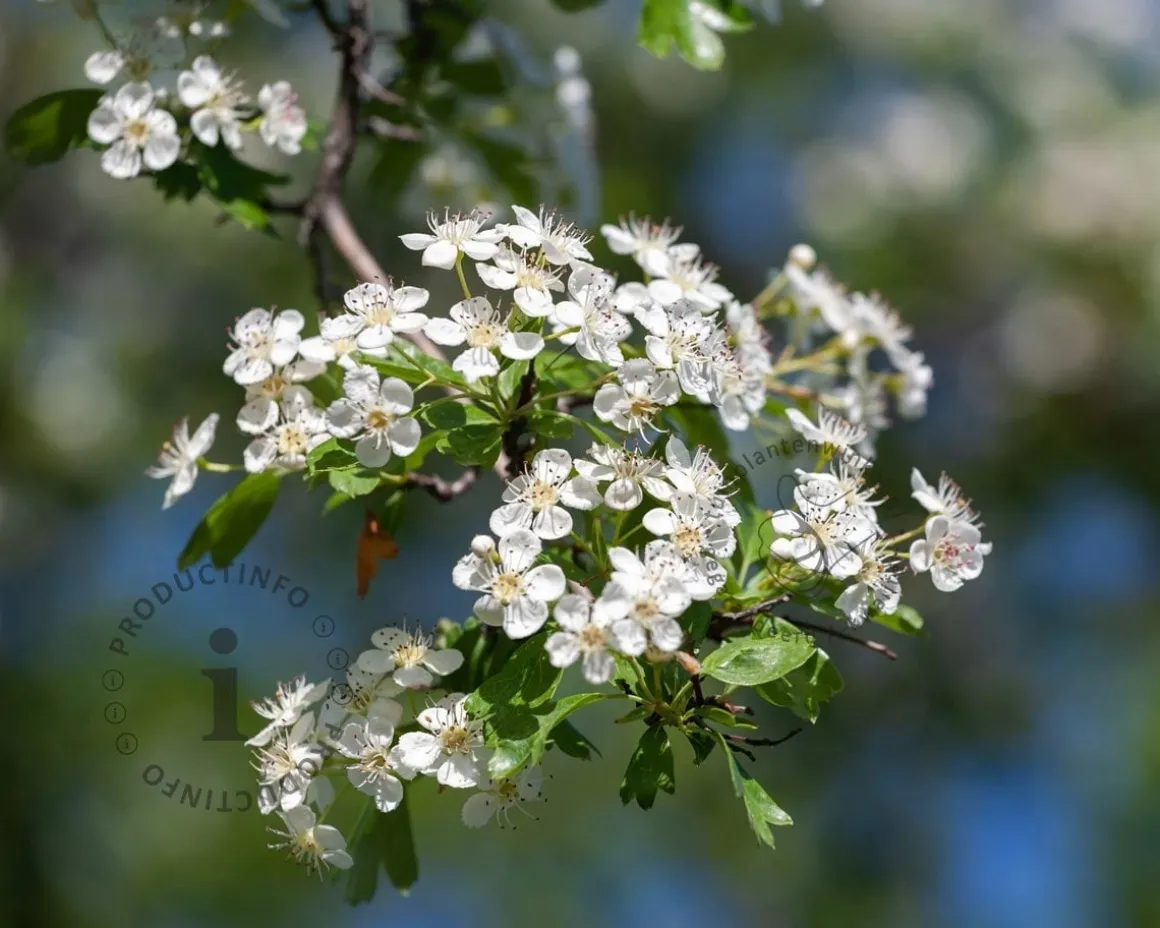 Crataegus lavalleei 'Carrierei'