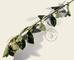 Crataegus lavalleei 'Carrierei'