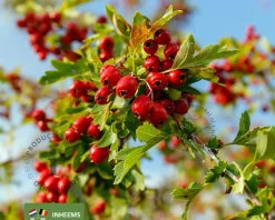 Crataegus monogyna - blote wortel