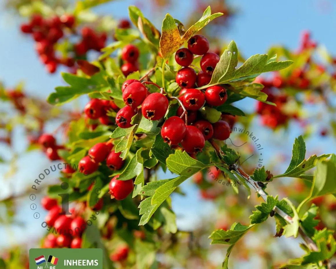 Crataegus monogyna - blote wortel