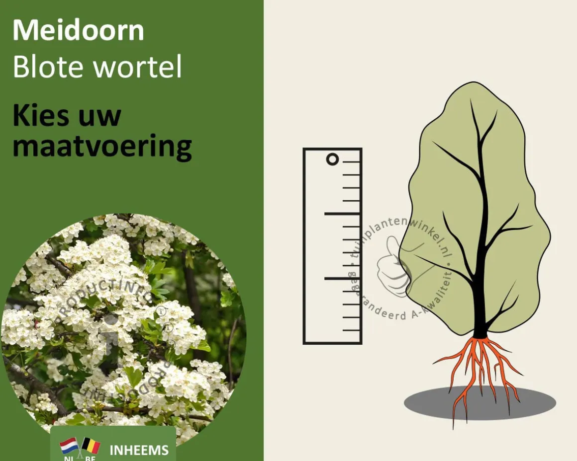 Crataegus monogyna - blote wortel