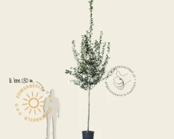 Crataegus persimilis 'Splendens'