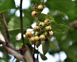 Crataegus persimilis 'Splendens'