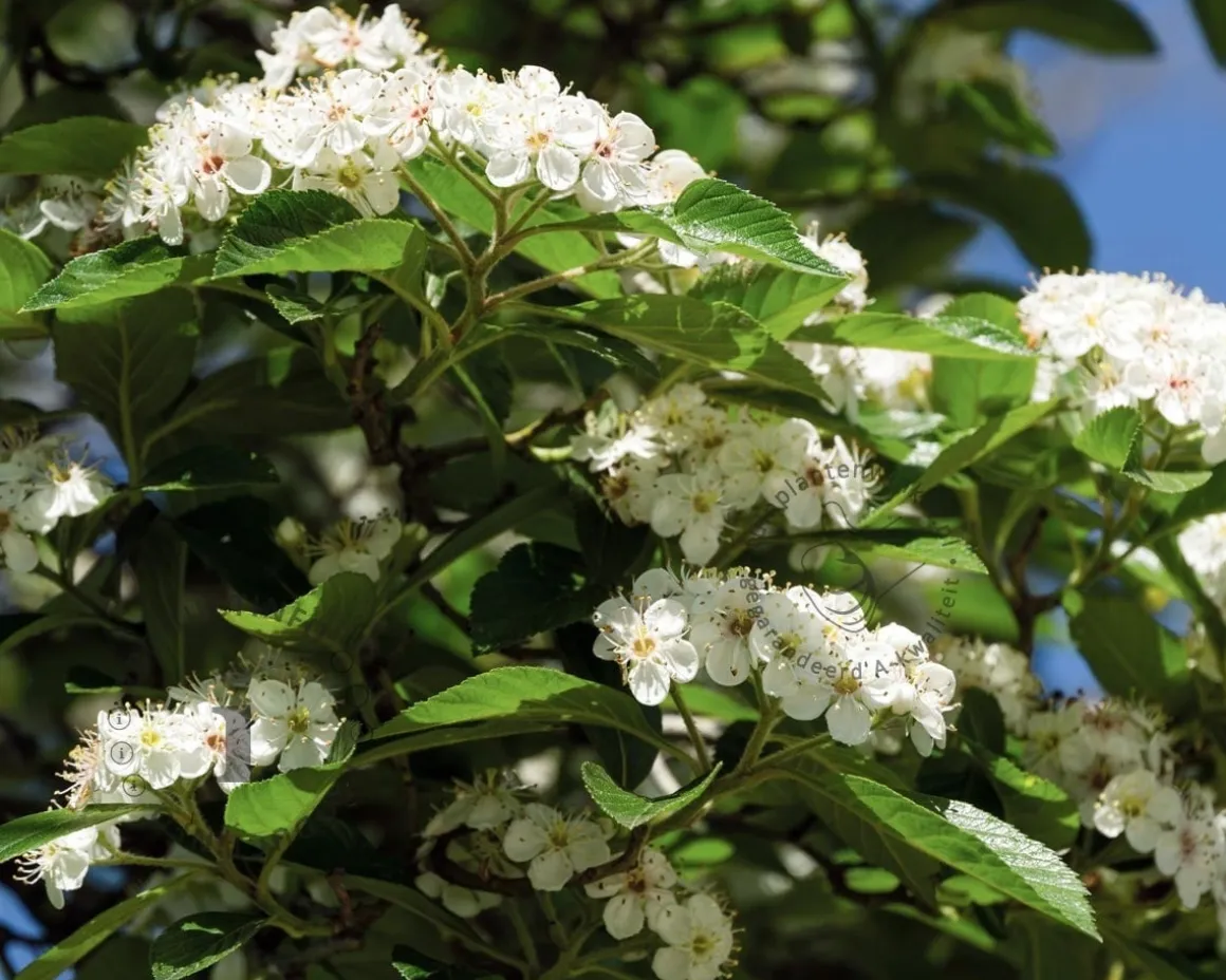 Crataegus persimilis 'Splendens'