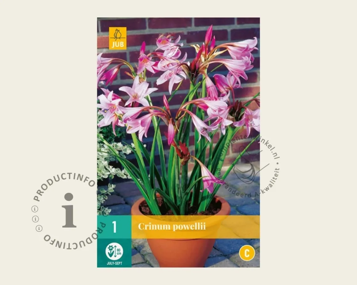 Crinum x powellii