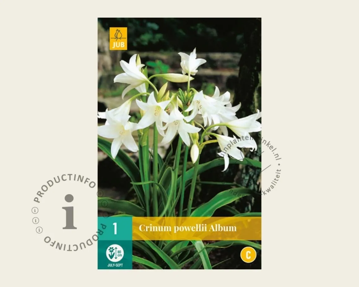 Crinum x powellii 'Album'