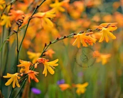 Crocosmia crocosmiiflora 'George Davidson' - knol