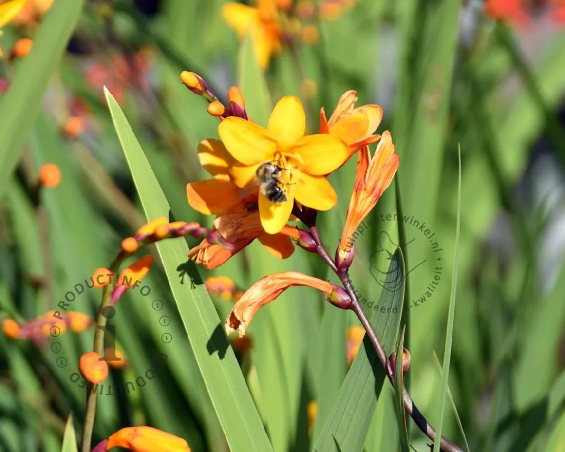 Crocosmia crocosmiiflora 'George Davidson'