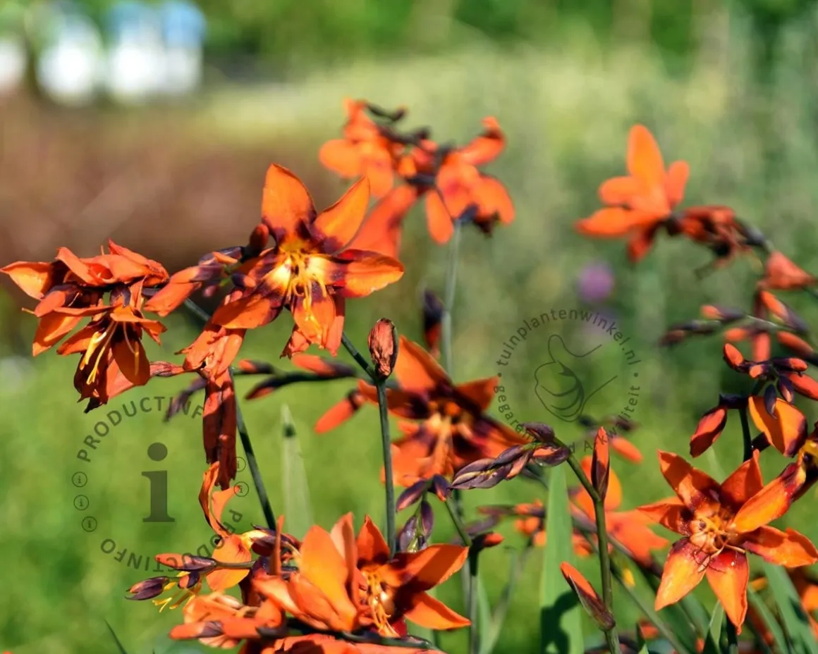 Crocosmia 'Emily McKenzie'