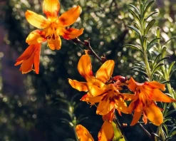 Crocosmia 'Emily McKenzie'