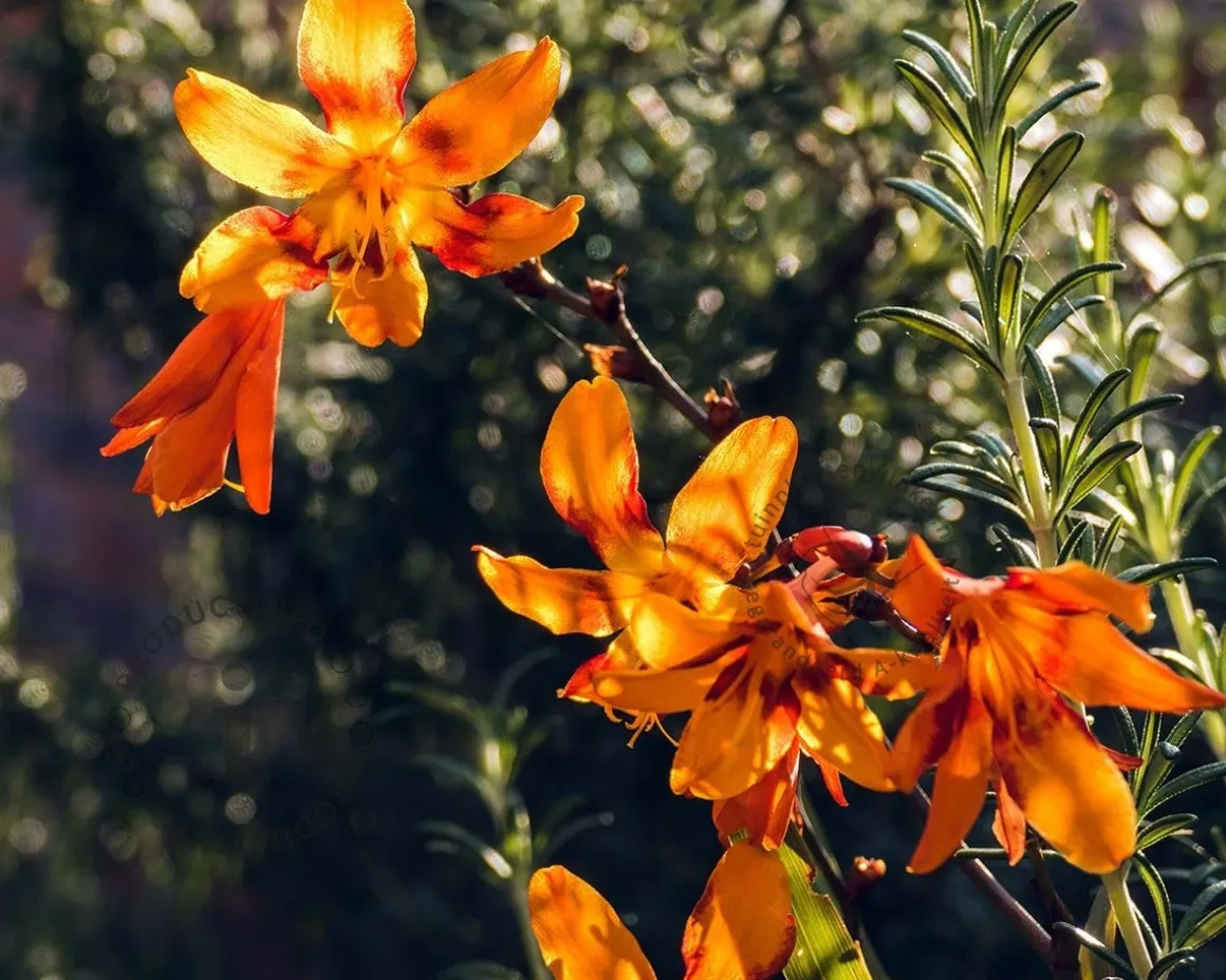 Crocosmia 'Emily McKenzie'