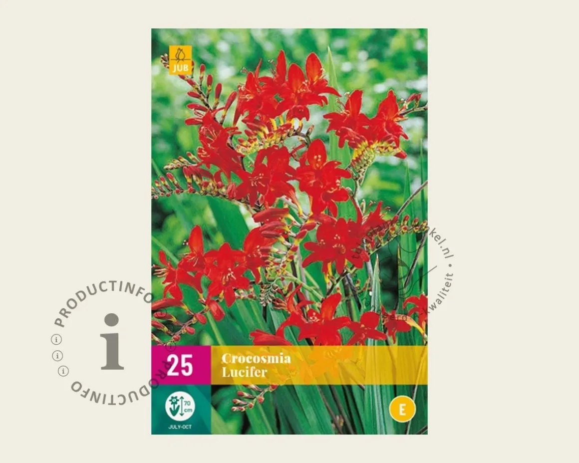 Crocosmia 'Lucifer' - knol