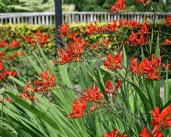Crocosmia 'Lucifer' - knol