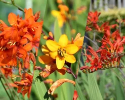 Crocosmia Mix - knol