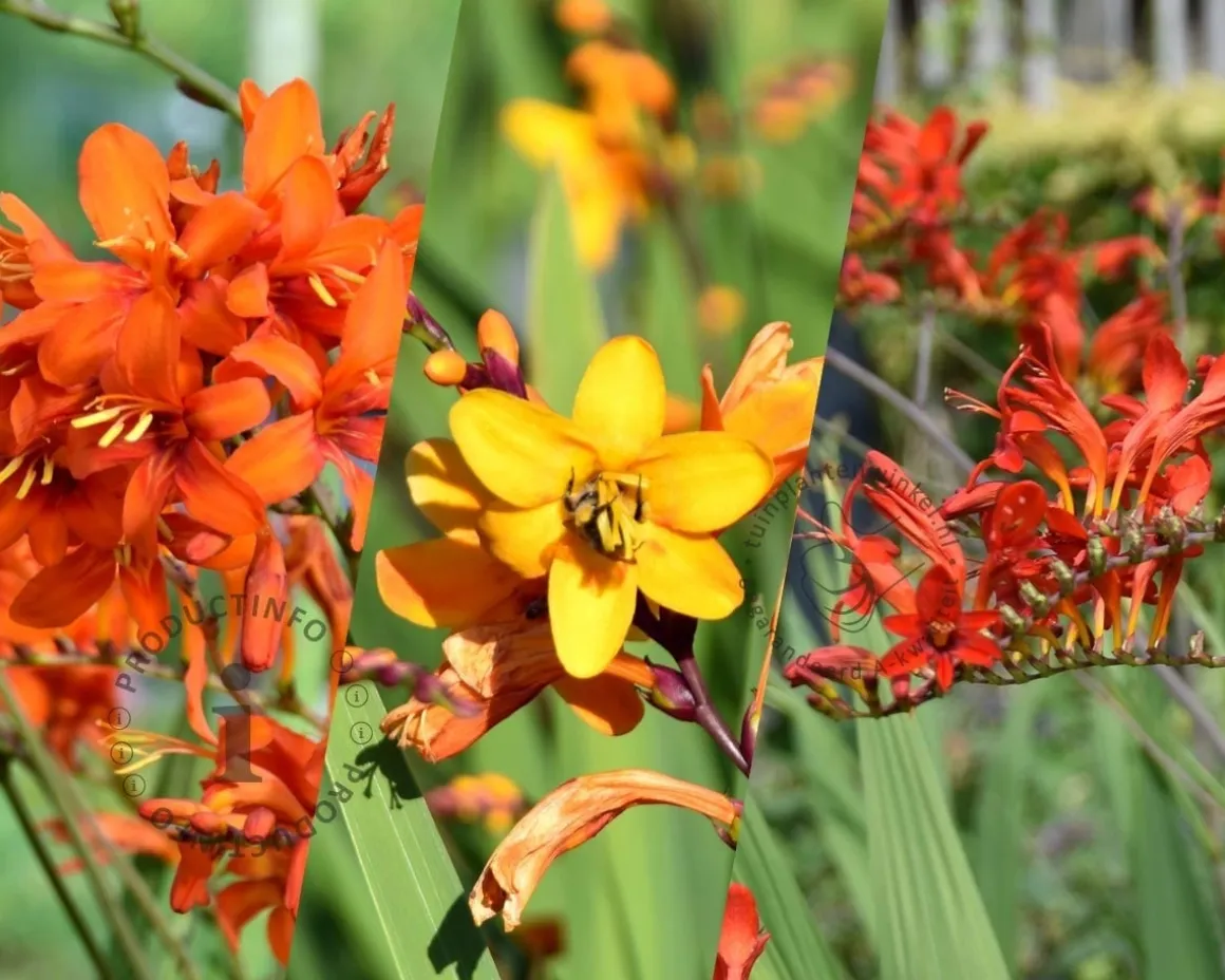 Crocosmia Mix - knol