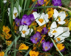 Crocus Botanisch Mix