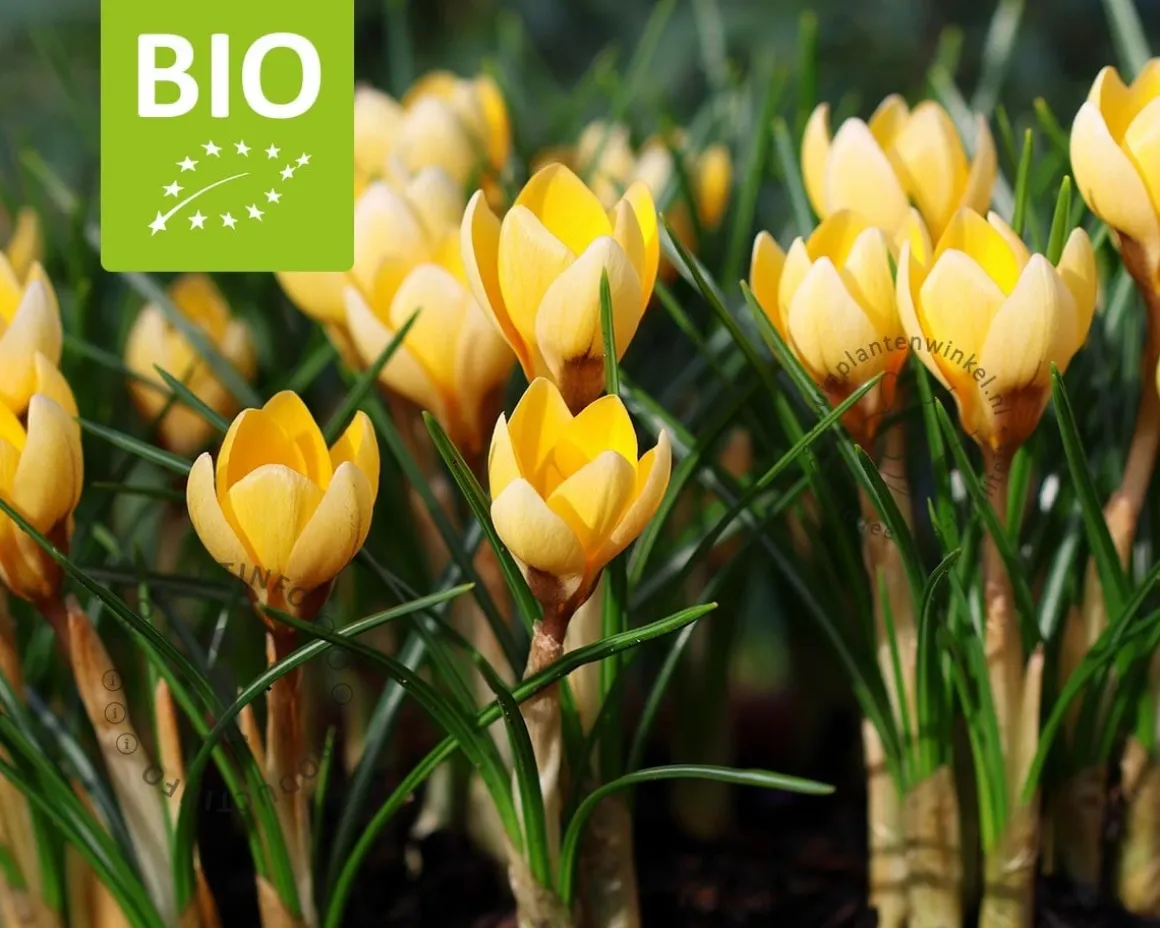 Crocus chrysanthus 'Romance' - BIO