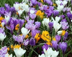 Crocus Grootbloemig Mix