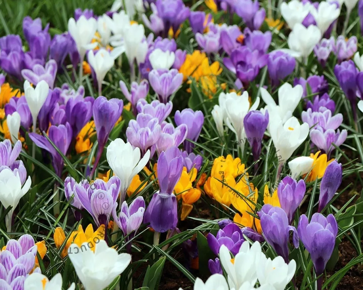 Crocus Grootbloemig Mix
