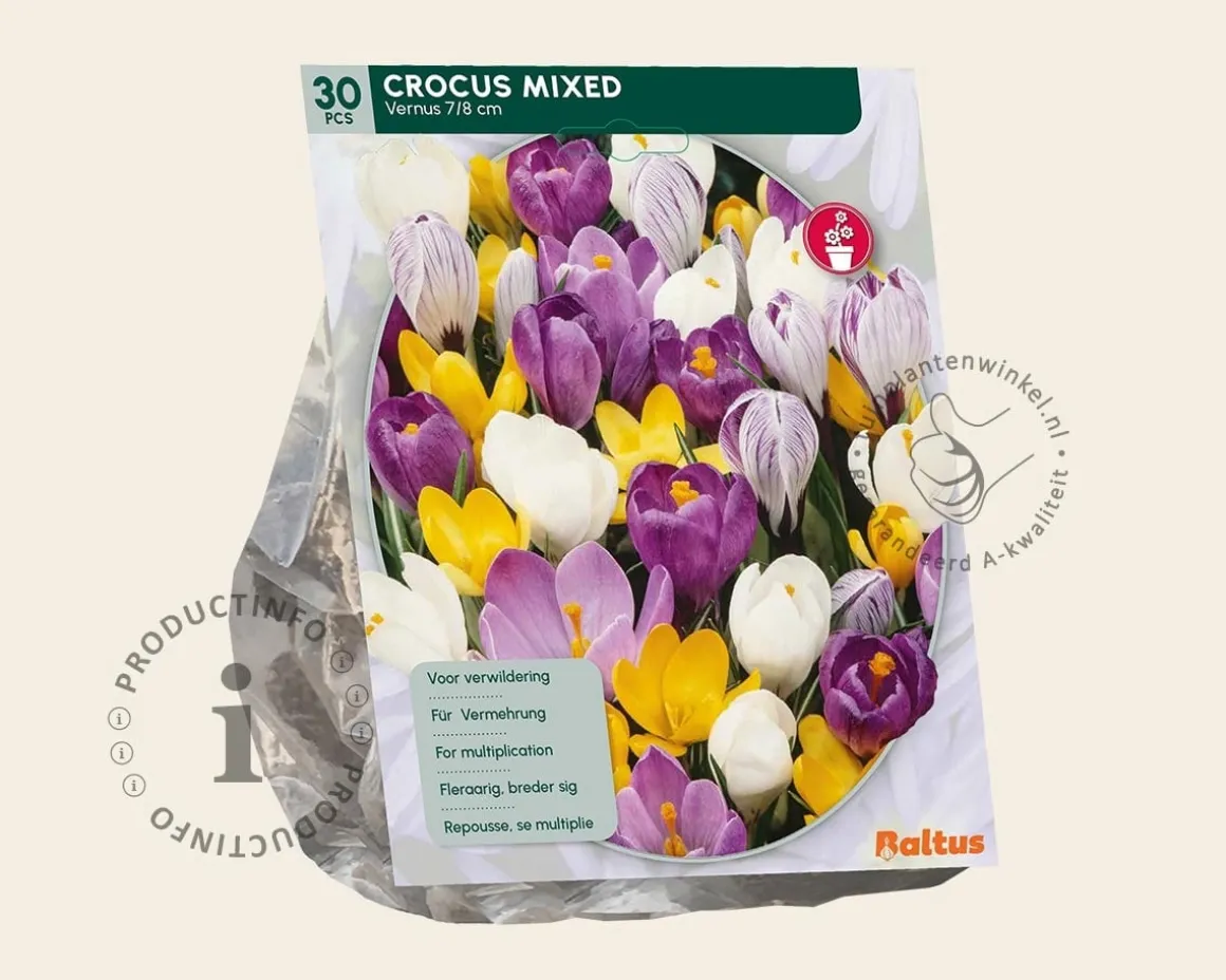 Crocus Grootbloemig Mix