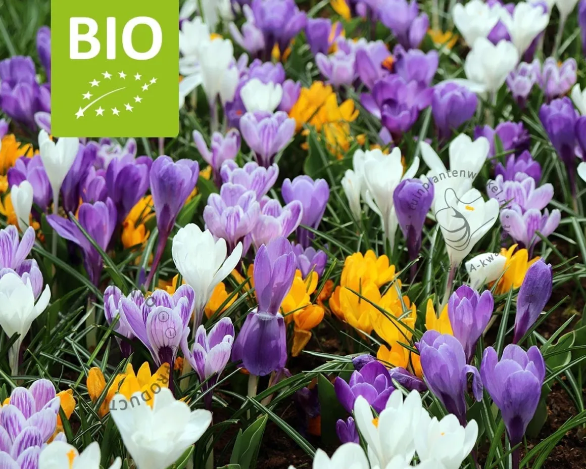 Crocus Mix - BIO