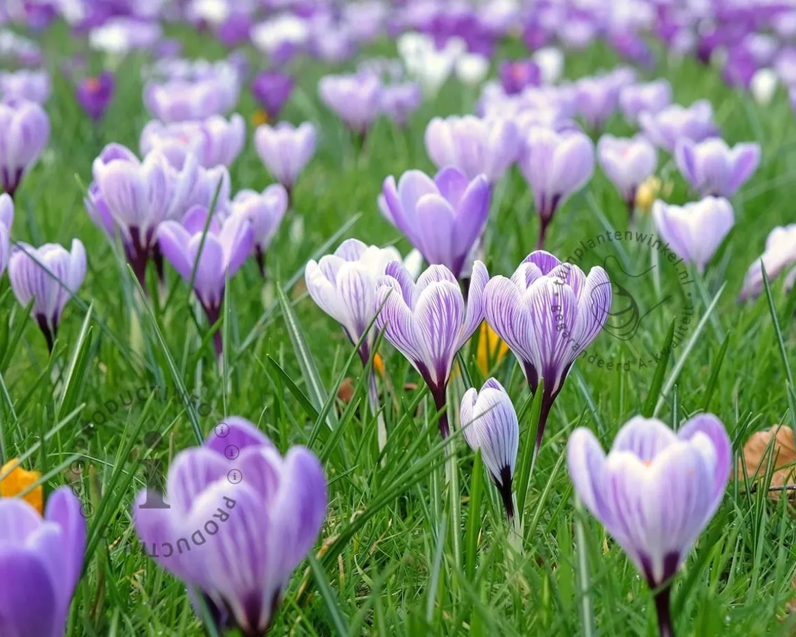 Crocus 'Pickwick' Grootbloemig Gestreept