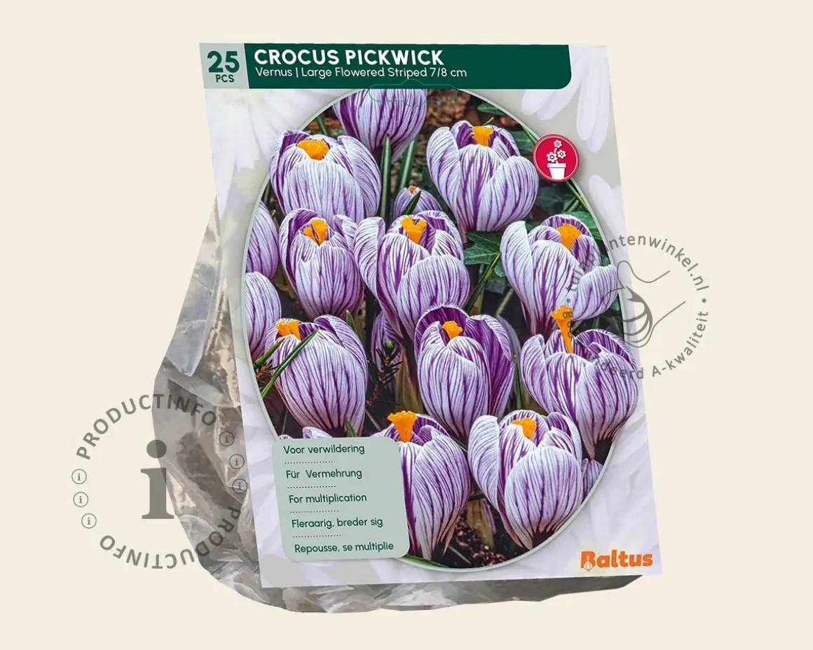 Crocus 'Pickwick' Grootbloemig Gestreept