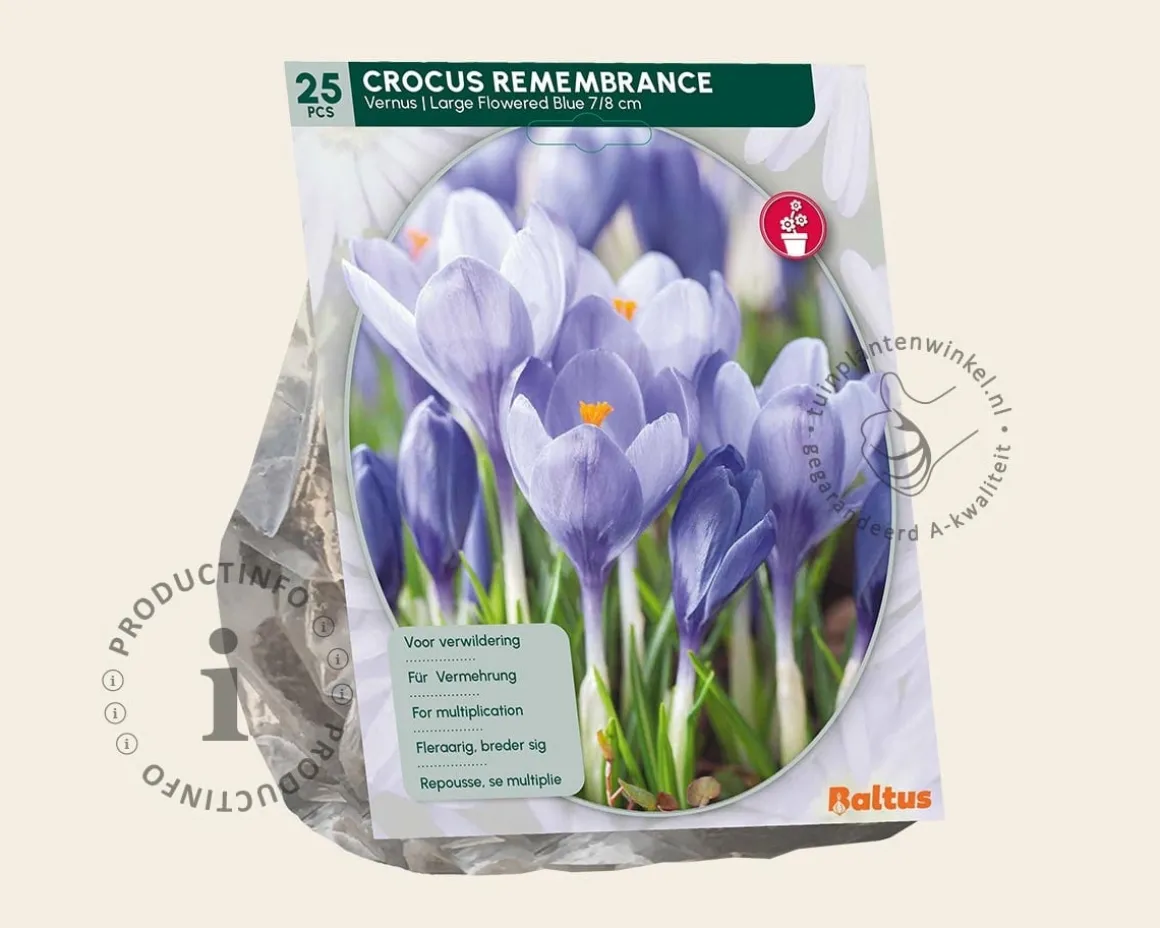Crocus 'Remembrance' Grootbloemig Blauw