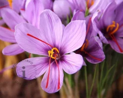 Crocus sativus