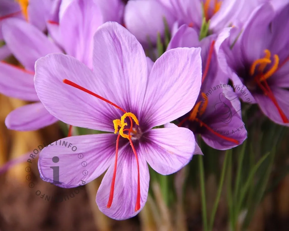 Crocus sativus