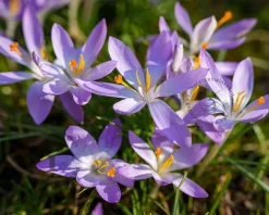 Crocus tommasinianus