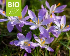 Crocus tommasinianus - BIO