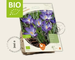 Crocus tommasinianus - BIO