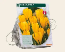 Crocus vernus Grootbloemig Geel